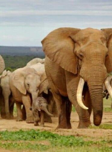 Photo-elephant-aspect-ratio-372-505